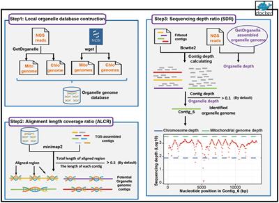 Chlomito: a novel tool for precise elimination of organelle genome contamination from nuclear genome assembly